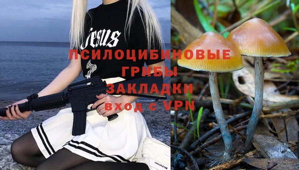 прущие грибы Абаза